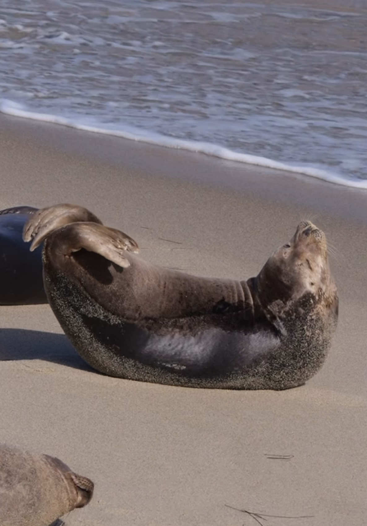 The seal who lived #seal 