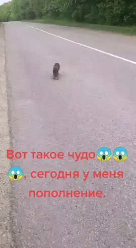 #рекомендации #бездомныеживотные #добро #помощь 