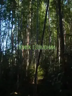 главное найти #лес #природа #forest #nature #digitalcamera #гармония #мох 