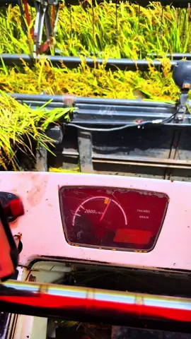 chưa xuống cắt nữa chủ đất trả tiền trước rồi cắt có 7 côg ko biết chủ đất trả tiền lộn ko 🤣🤣 @ղɕʊɣễղQʊâղ @𝘕𝘝𝘊.𝘛â𝘮 68🌾 @TrườnG Nhật  @Chú Đức 🤪 @𝙉𝙑𝙏𝙃Ô𝙉𝙂 