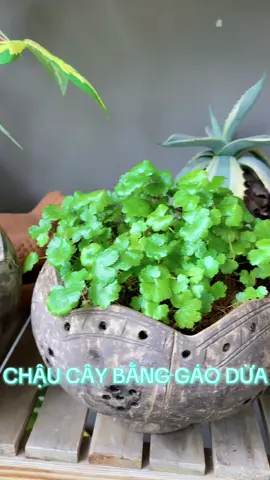 #chaucaycanh #chaucaymini #gaodua #gaoduamynghe #caycanh  @xaigireviewdonhe  @xaigireviewdonhe 