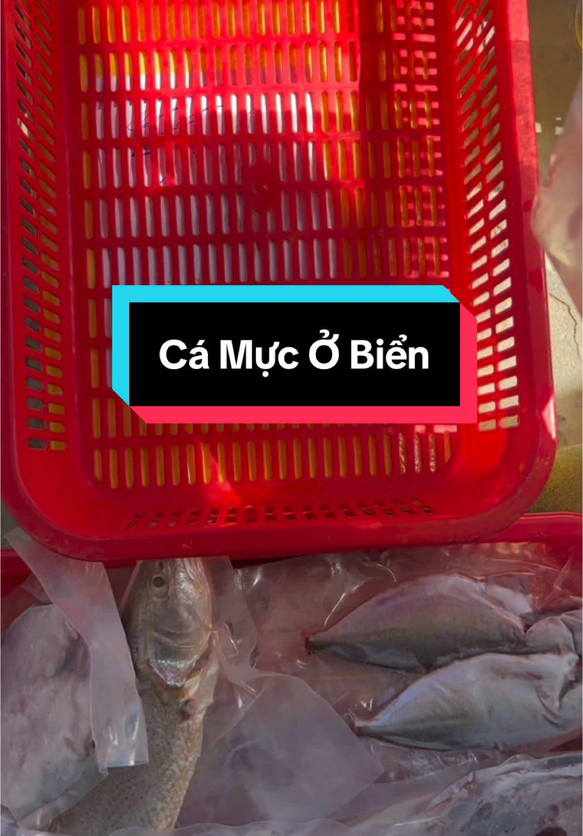 Cá mực mỗi ngày đều đều hết nha mn #haisan #hảisản #cá #cábiển #76quangngai #mực #quangngai #fyb #tiktok #xuhuongtiktok #catuoimoingay 