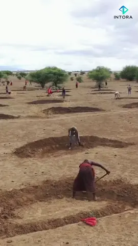 Cara Sederhana Mengubah Gurun Jadi Hijau!#intora #DesertGreening #EdukasiVisual 