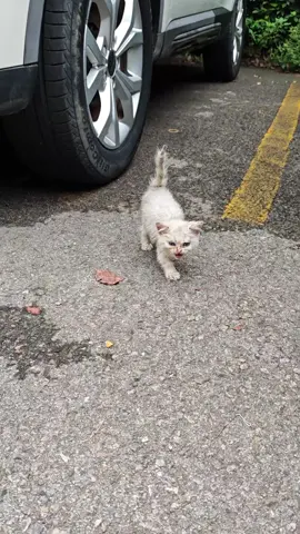 Poor little cat, come home with me. #cat #trending #xuhuong #fyp #pet 