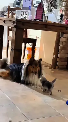 Funny animals 🤣🤣 #pet #cat #dog #cute #animals #foryou #typ