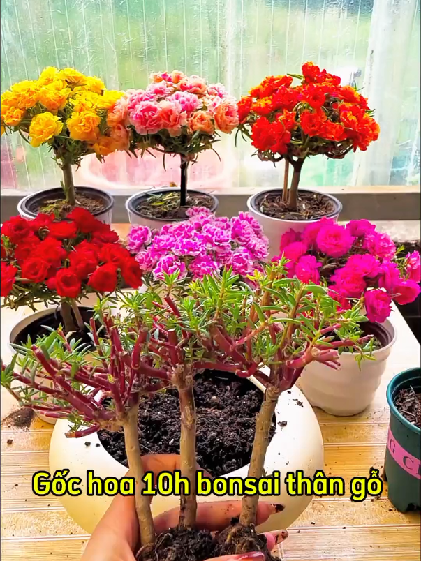 Hoa 10h bonsai thân gỗ #caycanhnghethuat #giadohoamuoigio #nhavuonhuyentrang31 #hoamuoigio #hoamuoigiobonsai 