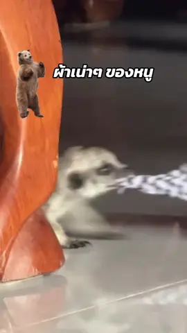 แต่ละมื้อ 🥹 น้ำตาจะไหลเลี้ยงใครก็ไม่ตึงเท่าเธอ ต่อนตัวตึง🤣 #ฟาร์มนครปฐม ฟ#ลูกเต่าซูคาต้า #เต่าซูคาต้า #เต่าบก 