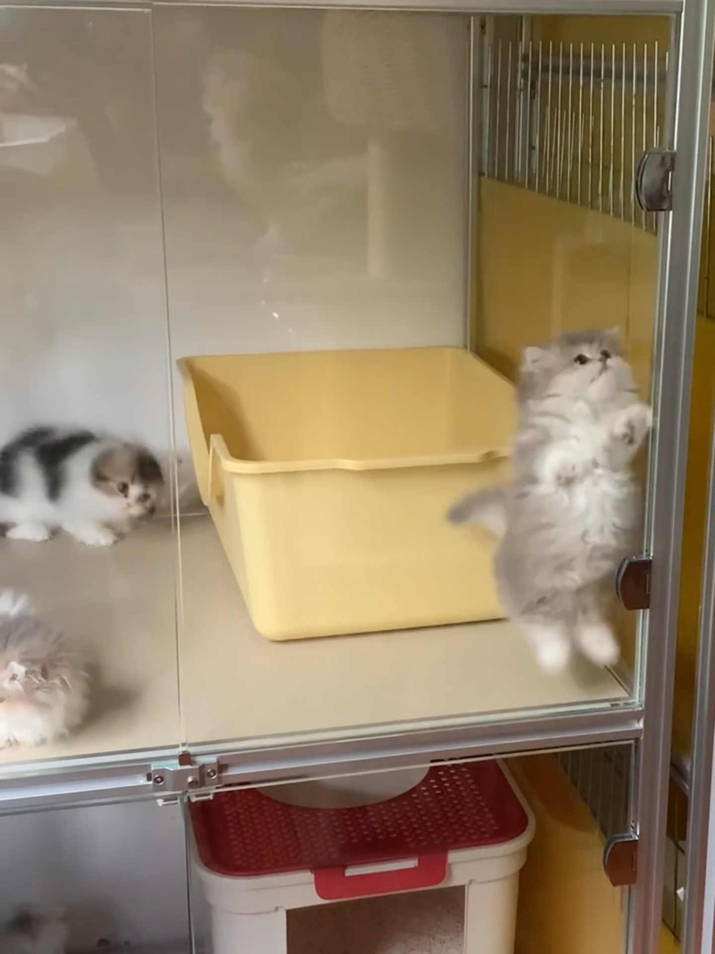 🐱 Lemari kucing baru yang dibeli untuk anak kucing, tampaknya mereka sangat menyukainya 😂 #kucinglucu #videokucing #fyp #fypindonesia #viraltiktok #kucingberantem #kucingmain #kelucuankucing🐈 #kucinggemes #kucinglucubanget #dailycat #catsoftiktok #kucingindo #komunitaskucing