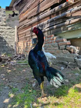 Maşallah aslan parçasına. 6 aylıq cücənin birinci ayağı Qabağındakı toyuqdu deyə vurmaq isdəmir😂