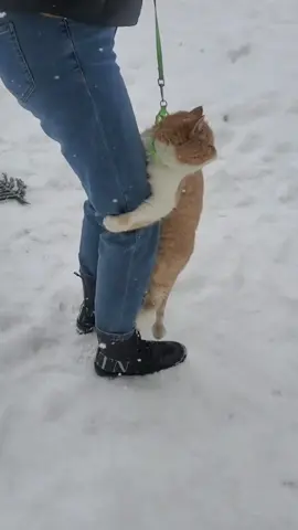 Cat afraid of cold #catsoftiktok #fun #🐈 #fyp #😂😂🤣🤣 #usa🇺🇸 