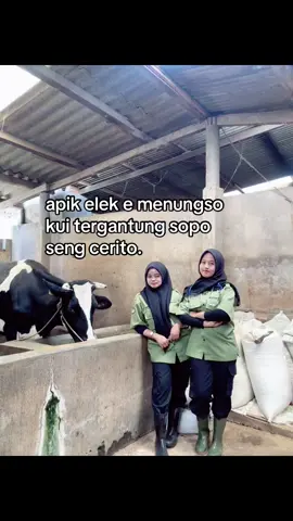 #fypage #peternakmuda #sapi 