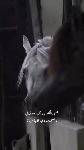 🤍🕊️