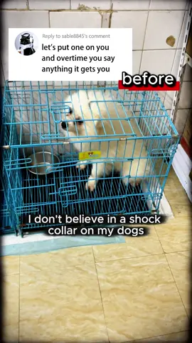 Train, Not Force – The Humane Way to Quiet Your Dog 🐾 #blackmouthcur #gooddog #spoileddog #trainingtools #DogTraining #npsdogbarkdeterrentdevice#dog 