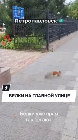 Осень встретила нас такими белками😄 #новостиско #парк #белки #петропавловск 
