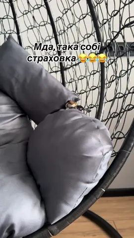 Для нього це норма, але я намагалася підстрахувати😂#дрессировка #рекомендации #хомяк #tik_tok #домашниеживотные 