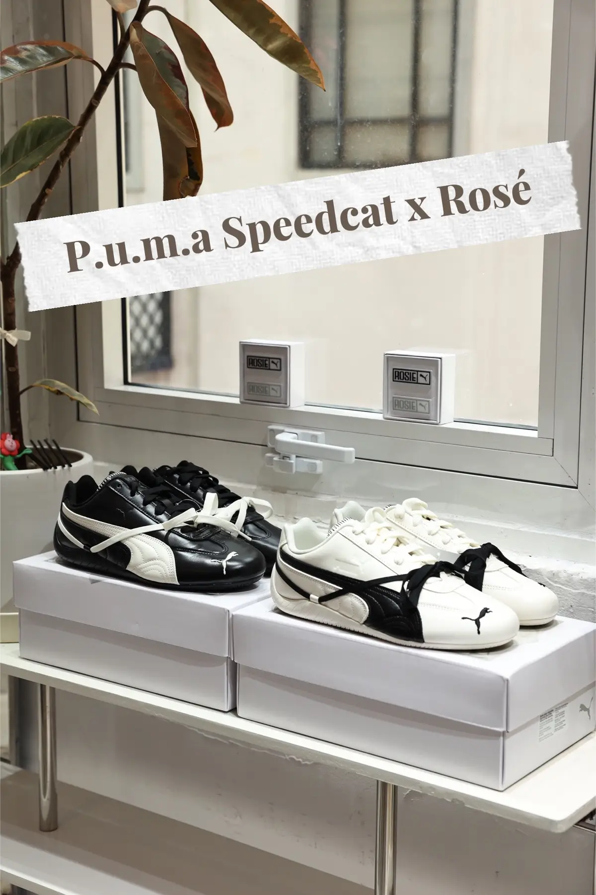 Phiên bản này có xinh quá hong 😍 #thesaigon #fypシ゚ #chinhhang #pumaspeedcat #rosie 