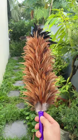 Chổi lông gà nguyên chất #choilongga🐣 #choilongga #choiquet #choiquetnhadanang 