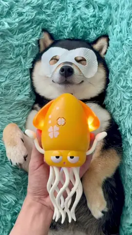 Doggy SPA Day,Relax with ManYu~ #littlemanyu #dogsoftiktok #dogs #spa #shibainu #manyuland #asmr #shibainumanyu #cute #shiba 