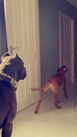 Two funny dogs 🐶😂 #foryou #funnyanimals #usa #interesting #funnyvideo #dog #dogsoftiktok #poorbaby 