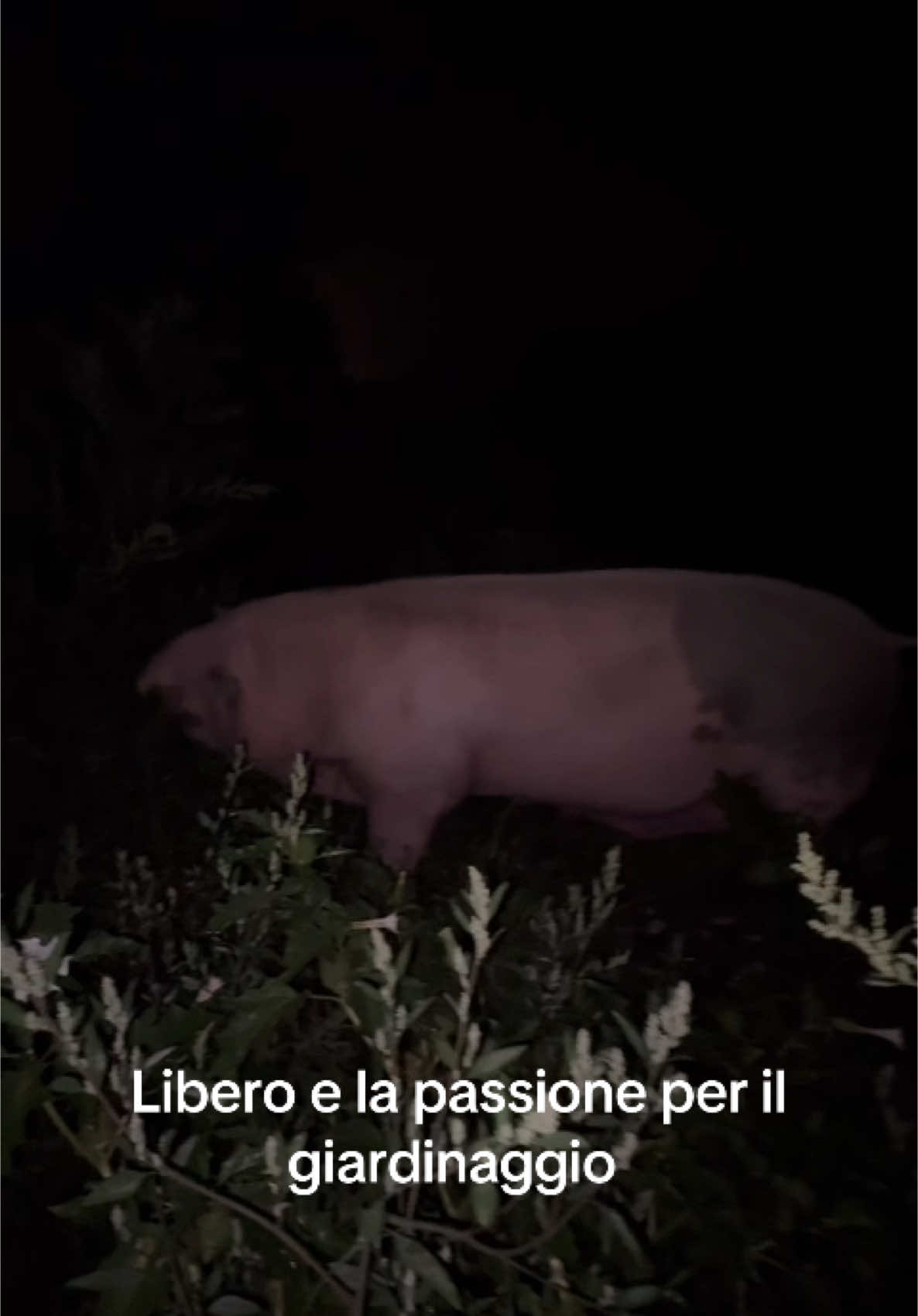 #maiale #maialelibero #maialino #maialegigante #maialedomestico #maialinodomestico #maialesimpatico #animalisimpatici #pig #maiali #animali #videoanimali #animalidivertenti #friendnotfood #respectforanimals 