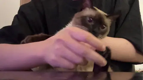 #catoftiktok #siamesecat #cute #JEMUA 