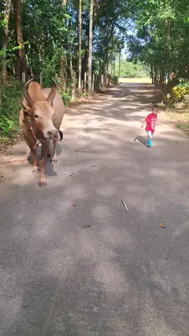 #ค่ายโคเพชรภูผา 