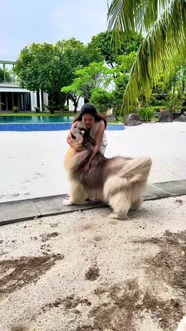 Ngenggggg ngenggggg 🏍️🐶🐺 foll ig @lexygrayson  #lexygrayson #dog #dogsoftiktok #funnyvideos 