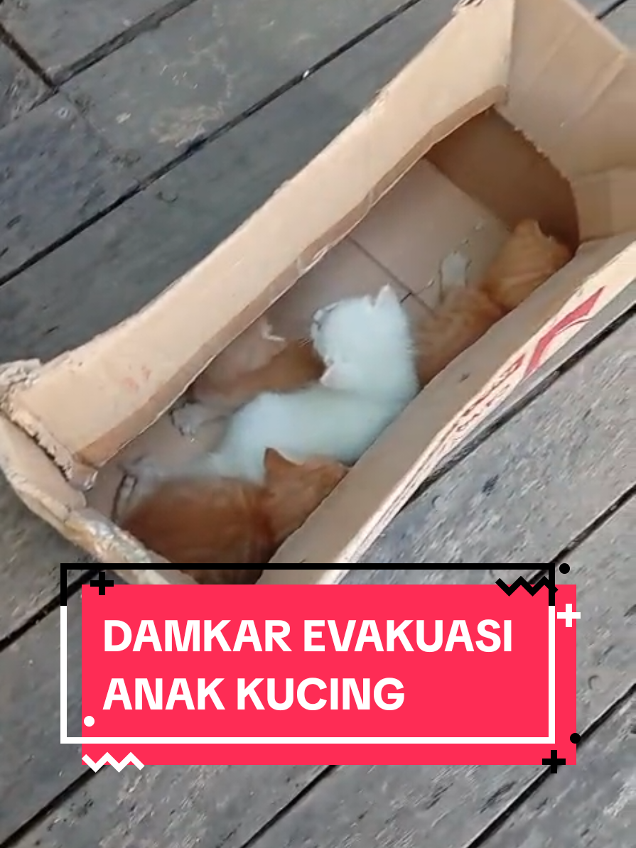 TEAM RESCUE DAMKAR BADUNG EVAKUASI ANAK KUCING DARI PLAFON RUMAH WARGA, 3 September 2025 ⏰️15.00 wita, 📍Jl. Raya Padonan, No.23, Gang Strawberry No.7, Br. Padonan, Desa Tibubeneng, Kuta Utara. 🎥: @raihendra4 #fypage #fypシ゚ #fyp #fyppppppppppppppppppppppp 