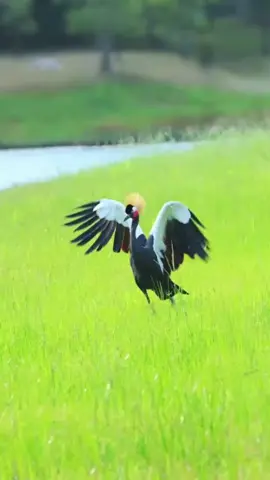 Crane Dancing #foryou #bird #birdlovers #viral 