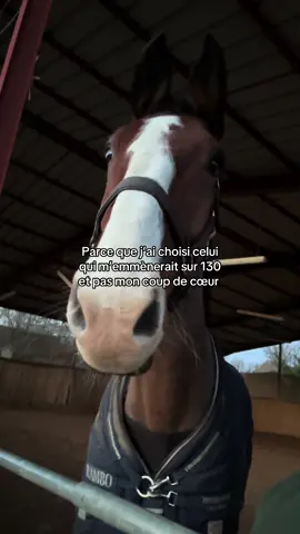Mais c’est devenu mon coup de cœur #horse #cavalier #pourtoii #equitation #cheval 