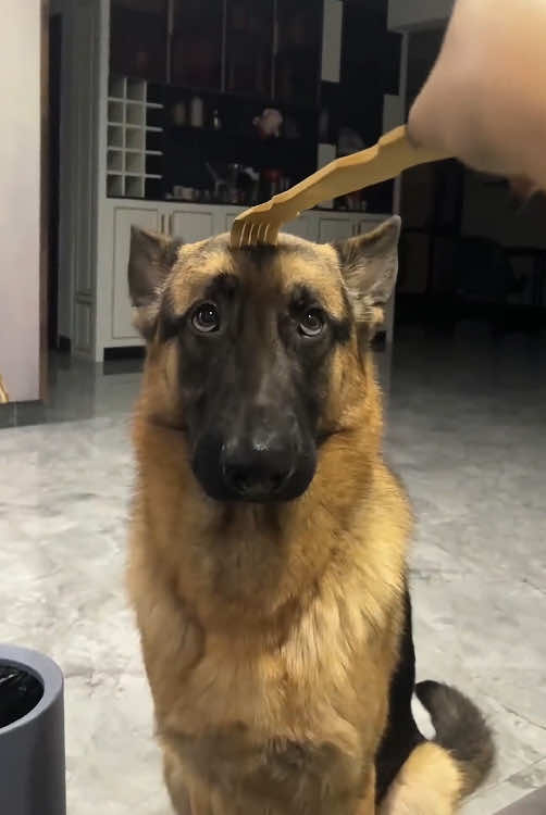 Funny German shepherd Dogs#dog#dogs#dogsoftiktok #germanshepherd #funnydogs #doglife #doglove #fyp #pet#PetsOfTikTok #foryou #happydog