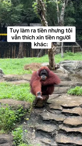 Là tôi, tôi chính là con đàn bà đó #VinWonders #GreenCreator #dulich #viral #vinpearlsafariphuquoc 