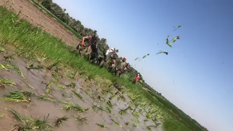 #زراعه-الرز -العنبر #حاصدات_اوروبا_نيوهولند #مشاهير_العراق #الشعب_الصيني_ماله_حل😂😂 