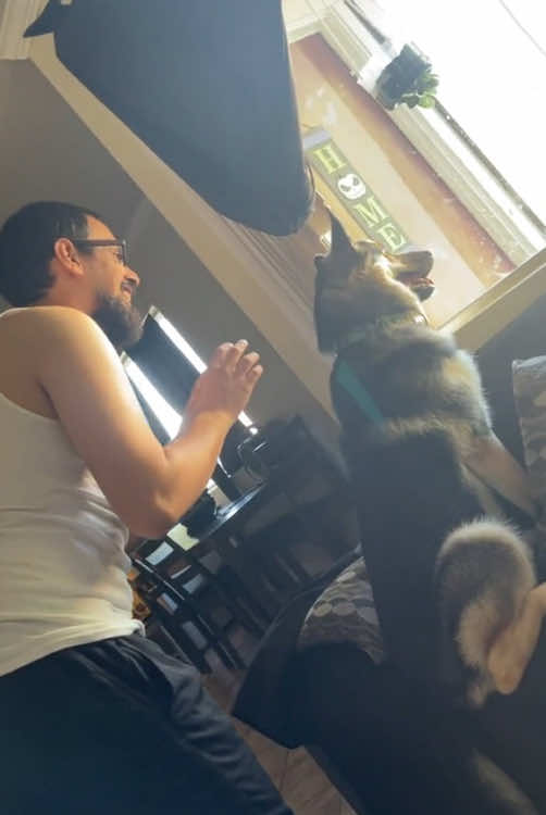 The dog was frightened #usa🇺🇸 #foryou #fypシ゚viral #funnyvideo #dog #dogsoftiktok #tiktok 