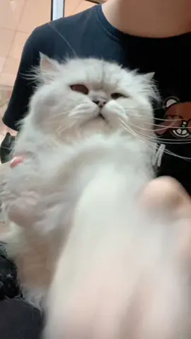 Barbie trend, Jimbo taknak bagi kerjasama 😅 #barbietrend #catsoftiktok #kucing #persiancat 