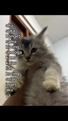 Lama ga bikin vidio kucing lagi #kucing #kucinglucu #fypシ #4upage 