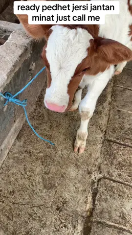 7 jt minat langsung dm atau wa