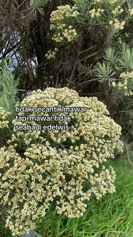 ✨ #fyp #edelwis #bungaabadi #pendakigunung #xyzbca 