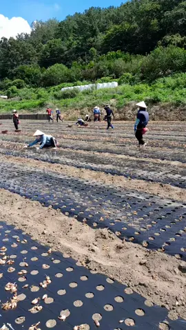 #capcut nay ngưới dưng ơi ta không cùng quê #laodonghe8 #laodongthoivuhanquoc 🇰🇷🇻🇳