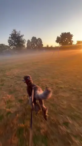 ✨Golden Hours✨ #poodle #goldenhour 