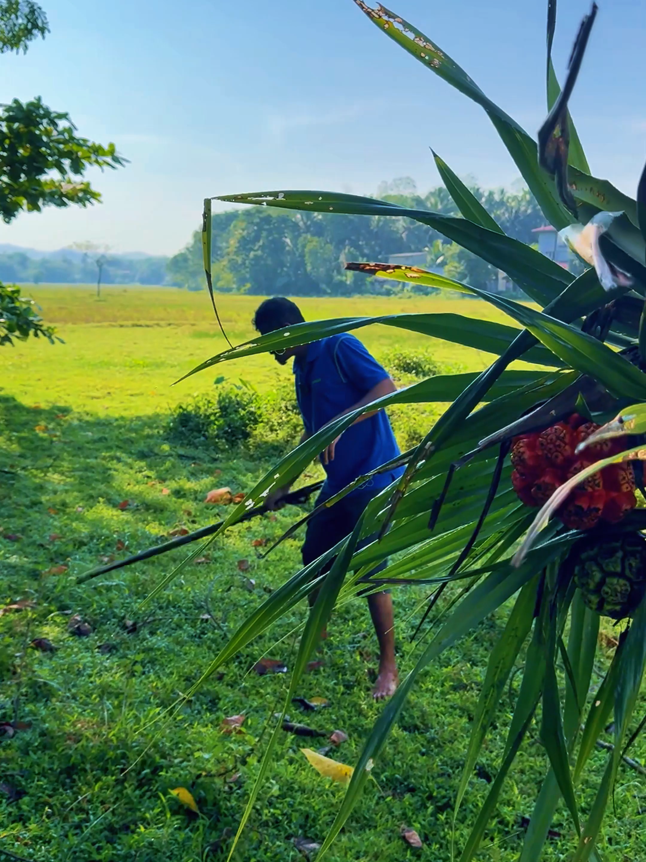 Tasting Pandanus Juice – Nature’s Hidden Drink! 🍹✨