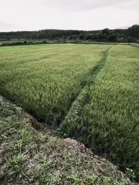镜子里的花，一辈子都摘不完，水中的花，轻轻一碰，很快就散了! Những bông hoa trong gương, cả đời đều hái không hết, những bông hoa trong nước, nhẹ nhàng chạm vào, rất nhanh sẽ tan biến! #xuhuong #fpy #tamtrang #buon #chill 