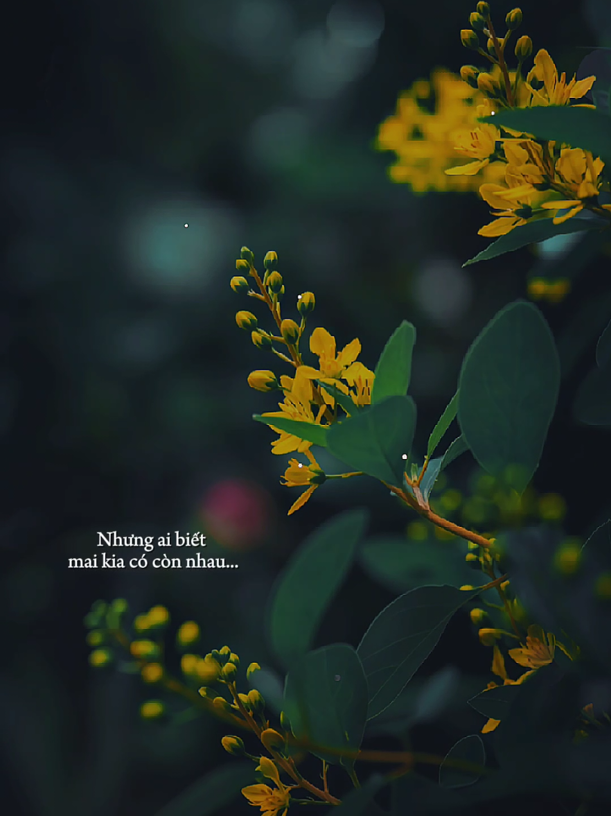 Phải chăng em là đóa Tường Vi không lời... [ Tường Vi Không Lời ] #tuongvikhongloi  #nhacbuontamtrang  #tramcamxuc  #maucapcut  #thanham1991 