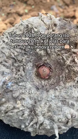 🤲🏻#petaniporang#petanimuda #petaniindonesia🇮🇩🇮🇩🇮🇩🌿🌿 #fypシ #fypage 