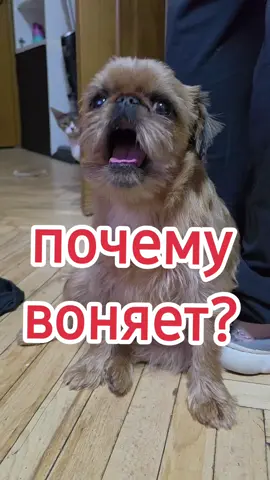 #гриша #мойпитомецзвезда #собакадругчеловека #собака #гриффон #grisha #говно 