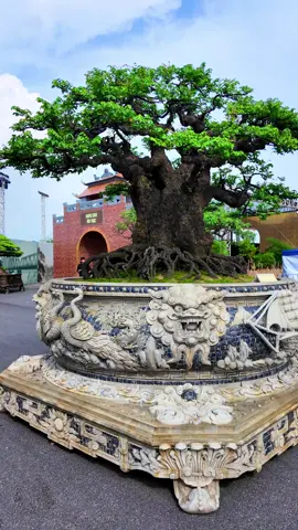 Cây Khế bonsai đẹp của gã Đầu Bạc tại triển lãm A80 #caycanh #bonsai 