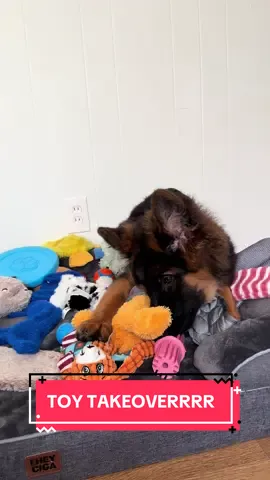 Gonna need a bigger bed just to accommodate all my toys 🤭🤭 #germanshepherd #gsd #germanshepherdpuppy #dogtoys #toys 