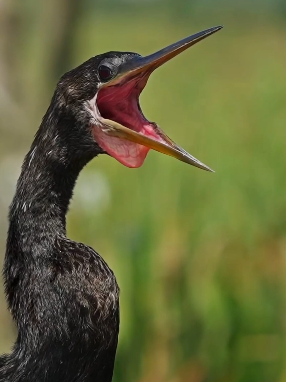 amazing sounds of animals  #amazingbirds #wildlife  #funnyanimals #fypviral #unitedstatesofamerica🇺🇸 