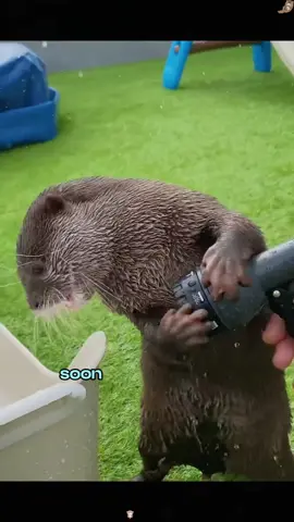 The moment an otter jumped on my boat, I never imagined I’d raise a whole family#animals #Foryou #Friendship #Us