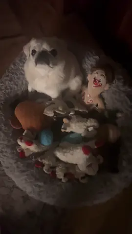 Too many toys and not enough taco ☹️